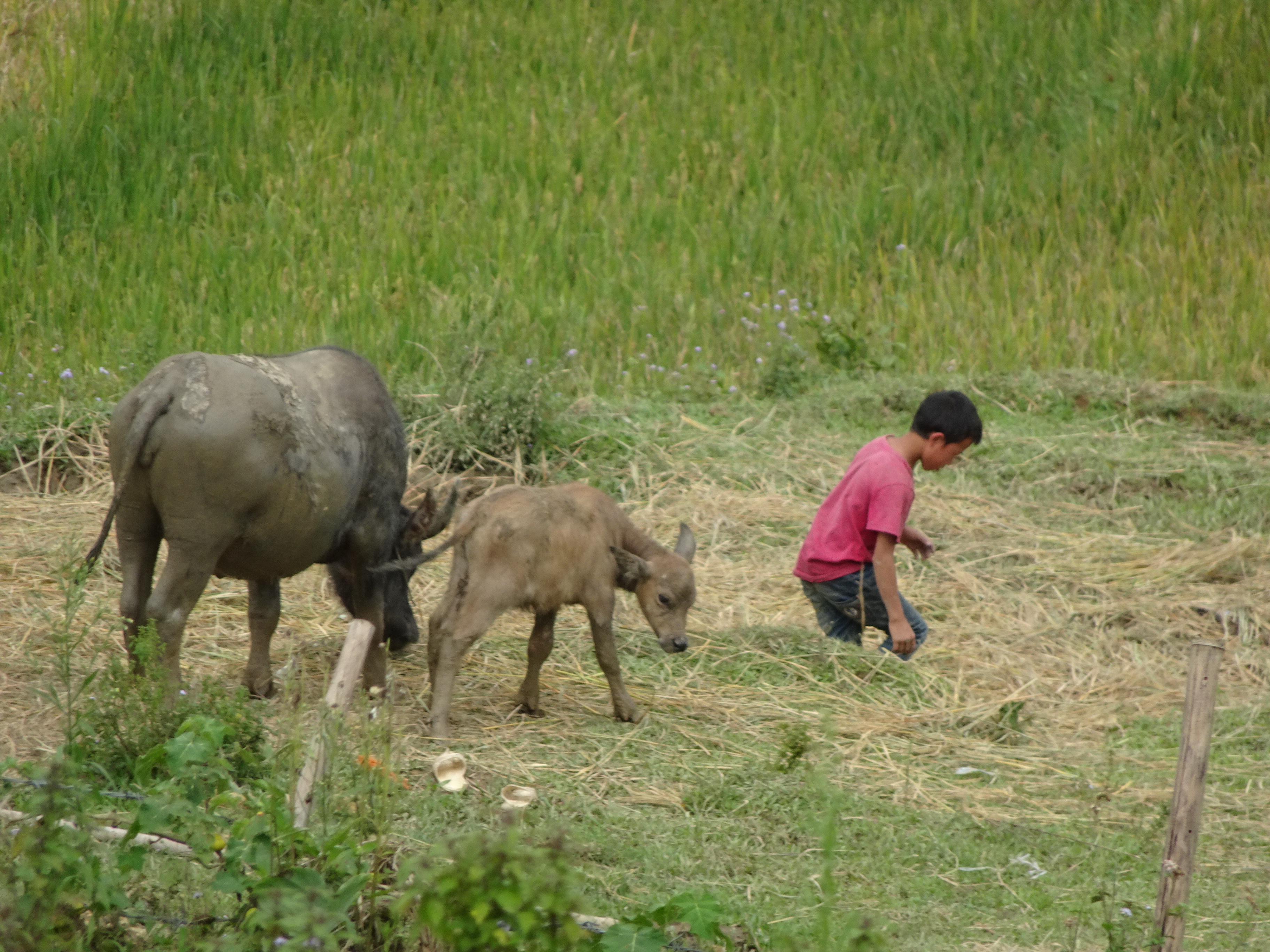 Enfant travaillant dans les champs avec des buffles